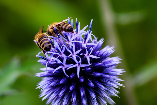 Deux abeilles sur une fleur CC BY Manfred Richter de Pixabay