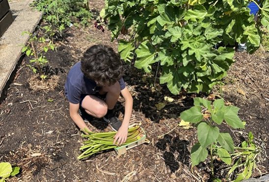 Enfant dans un potager pédagogique