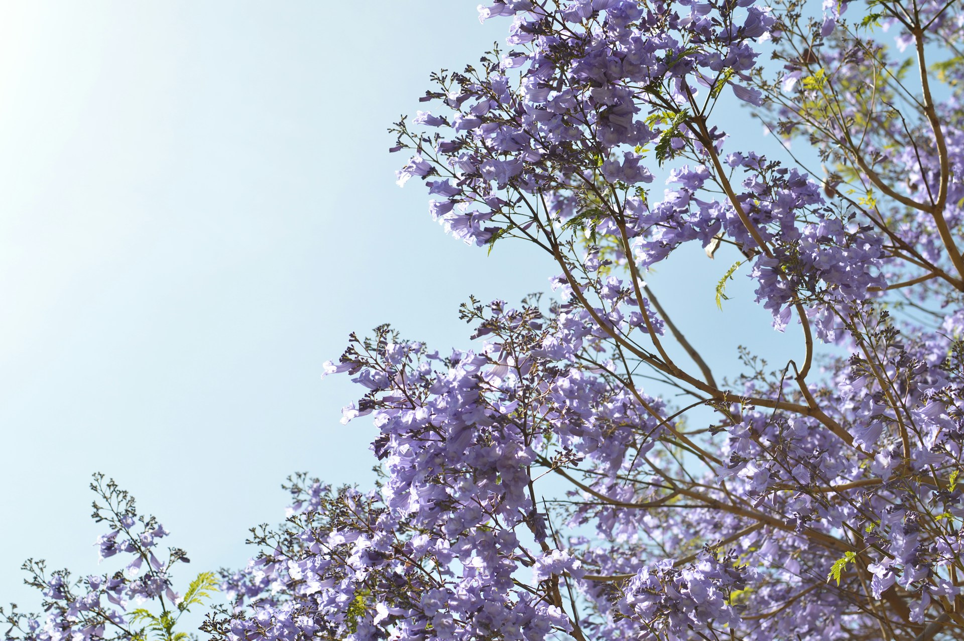 Lilas en fleur @Alejandro Gonzalej Valle Unsplash