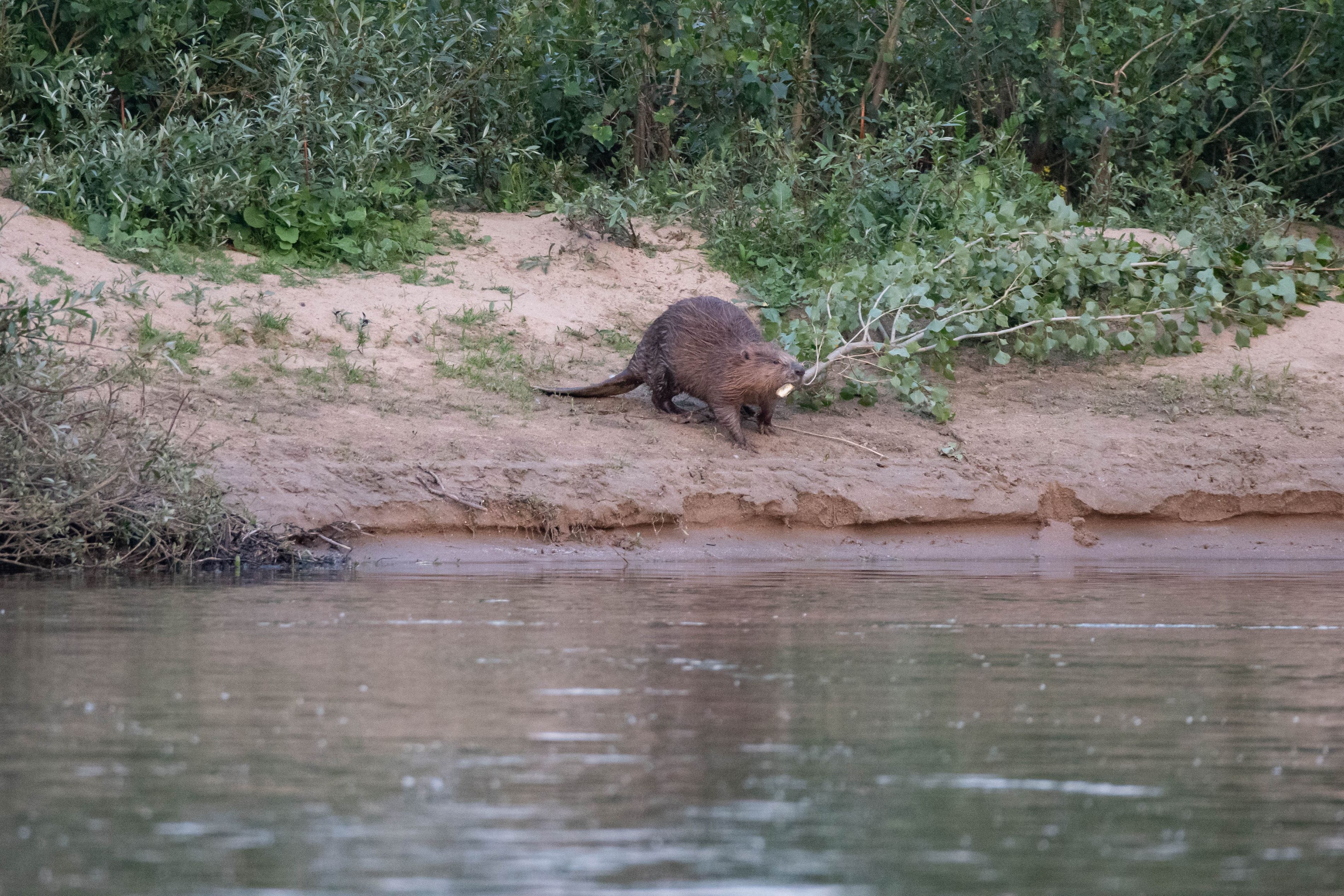 Du nuisible au protégé. Vivre en castor en France depuis le XIX° siècle. Par Rémi Luglia