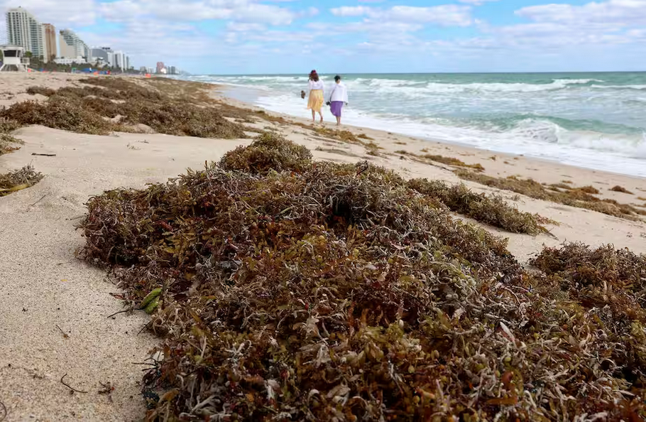 Invasion d’algues en Floride - Getty Images