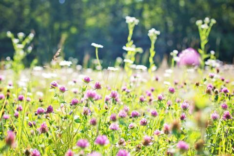 Prairie fleurie