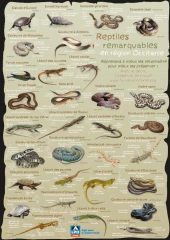 poster des reptiles