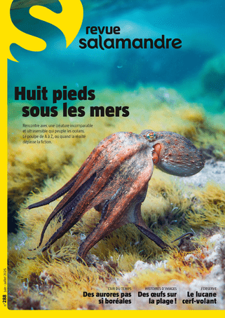 pieuvre