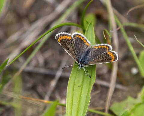 Papillon sur une plante